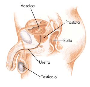 PENE, ANO, URETRA